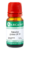 AESCULUS GLABRA LM 6 Dilution